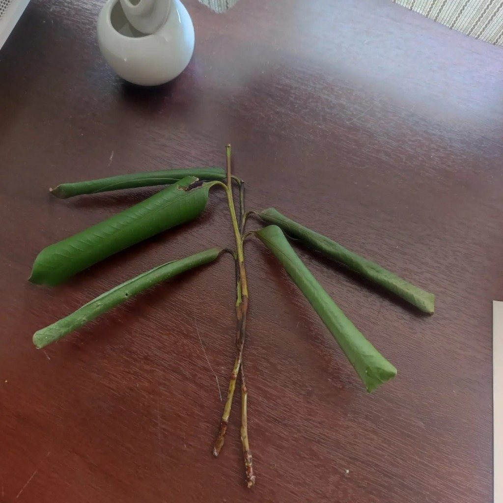 自分がやりたいことは魂が知っていた